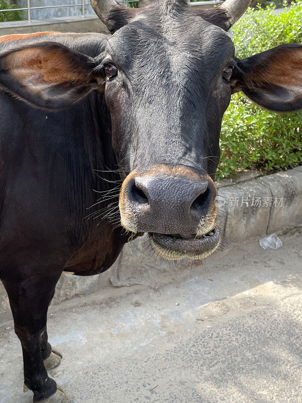 野生神圣的印度牛咀嚼反刍的特写图像，繁忙的购物街与交通和行人，棕色的牛/牛看着相机，新德里，印度
